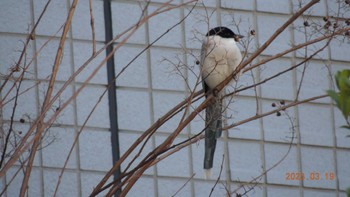 Azure-winged Magpie Unknown Spots Sun, 3/19/2023