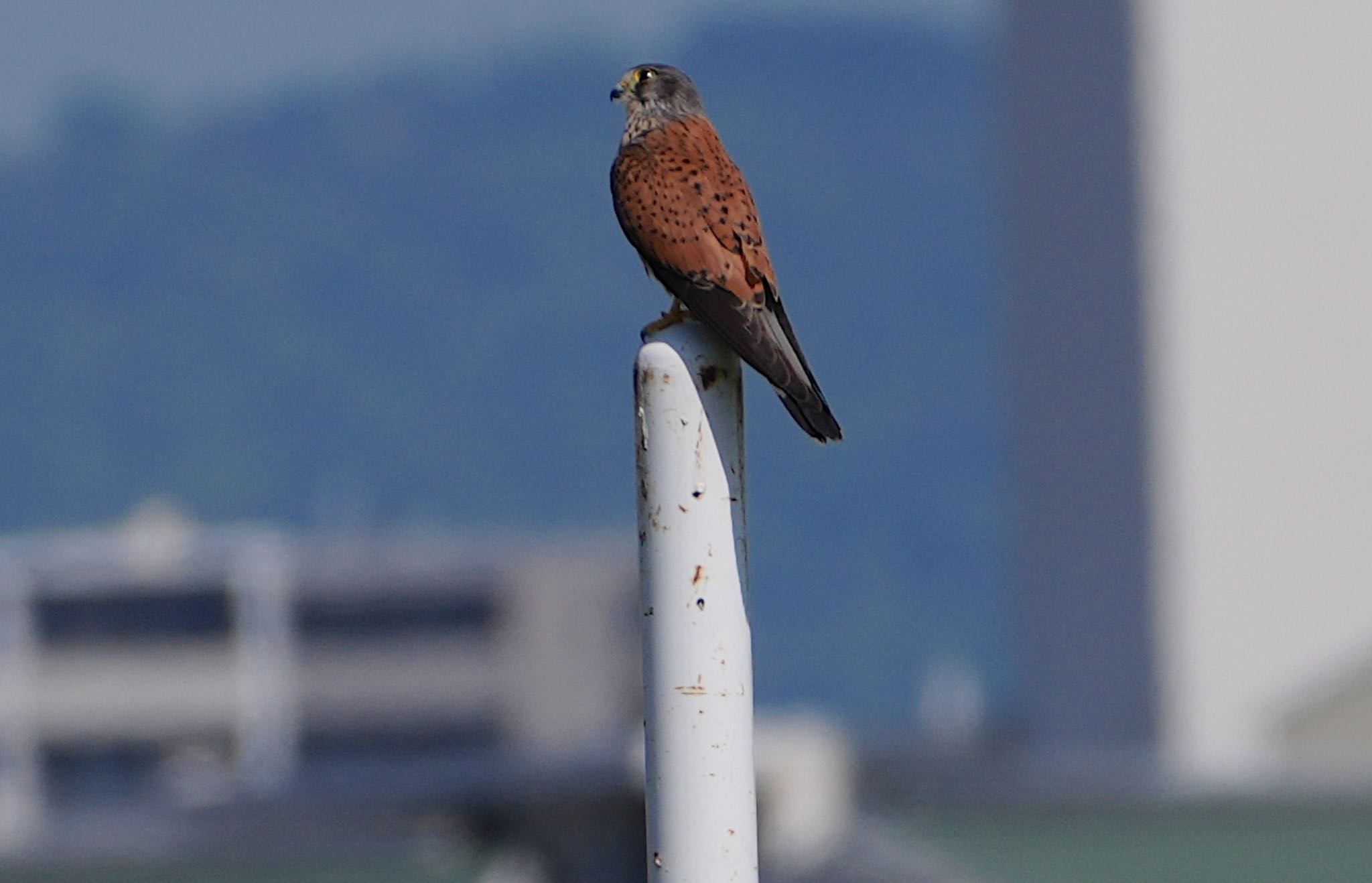 Photo of Common Kestrel at 淀川河川公園 by アルキュオン