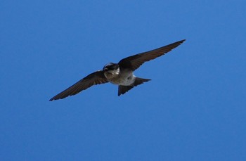 2023年5月1日(月) 淀川河川公園の野鳥観察記録