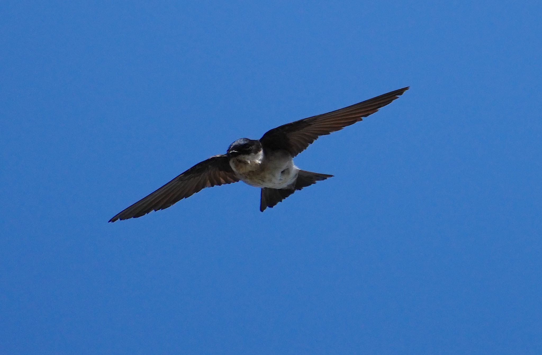 Photo of Asian House Martin at 淀川河川公園 by アルキュオン