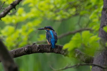 カワセミ 場所が不明 2018年5月30日(水)