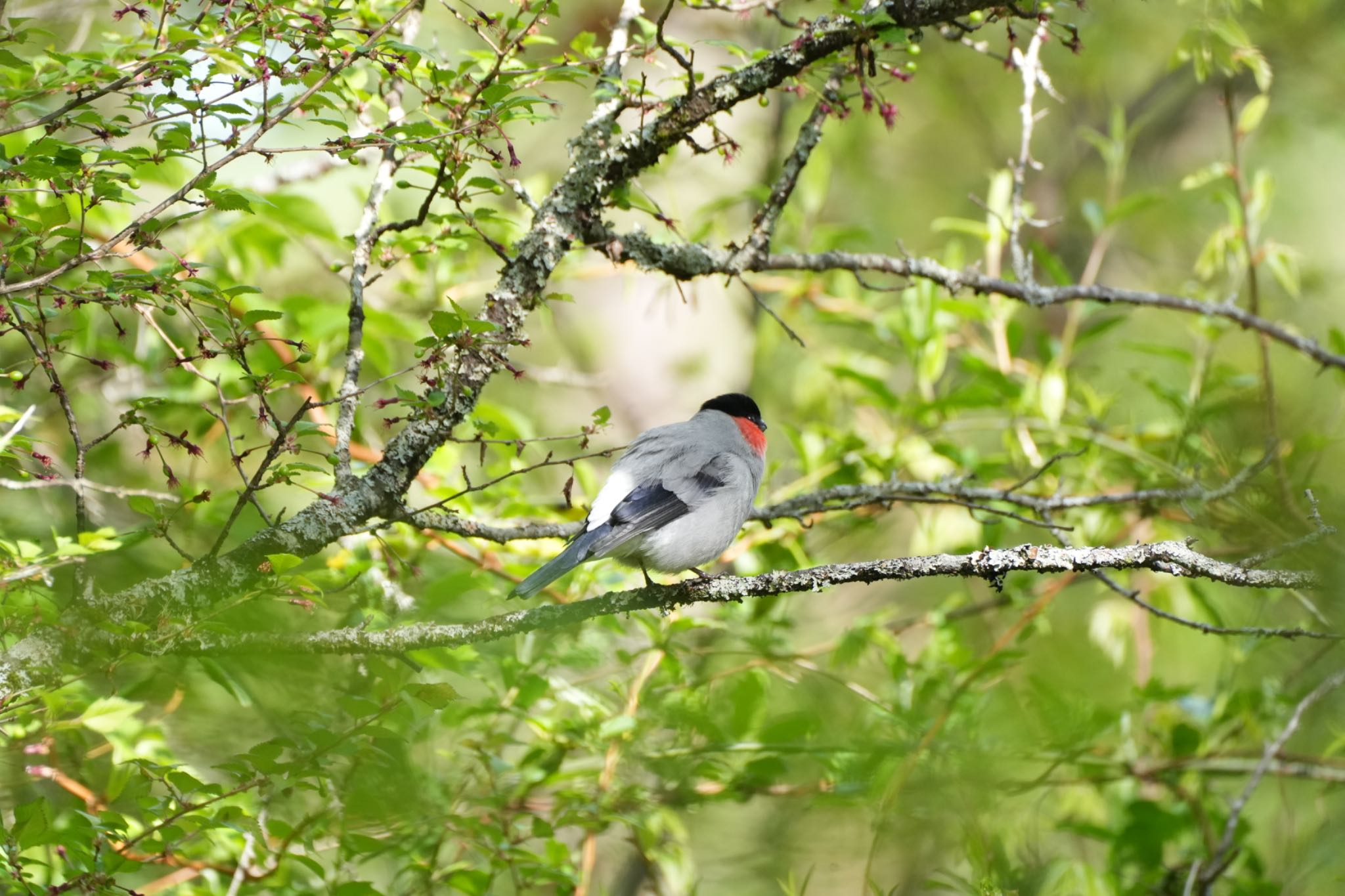 Photo of Eurasian Bullfinch at 富士吉田 by Kuu