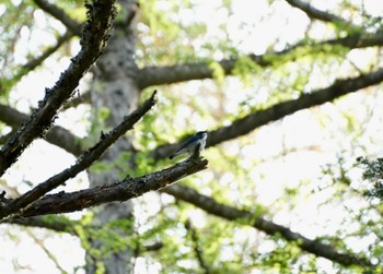 Siberian Blue Robin 富士吉田 Sat, 4/29/2023