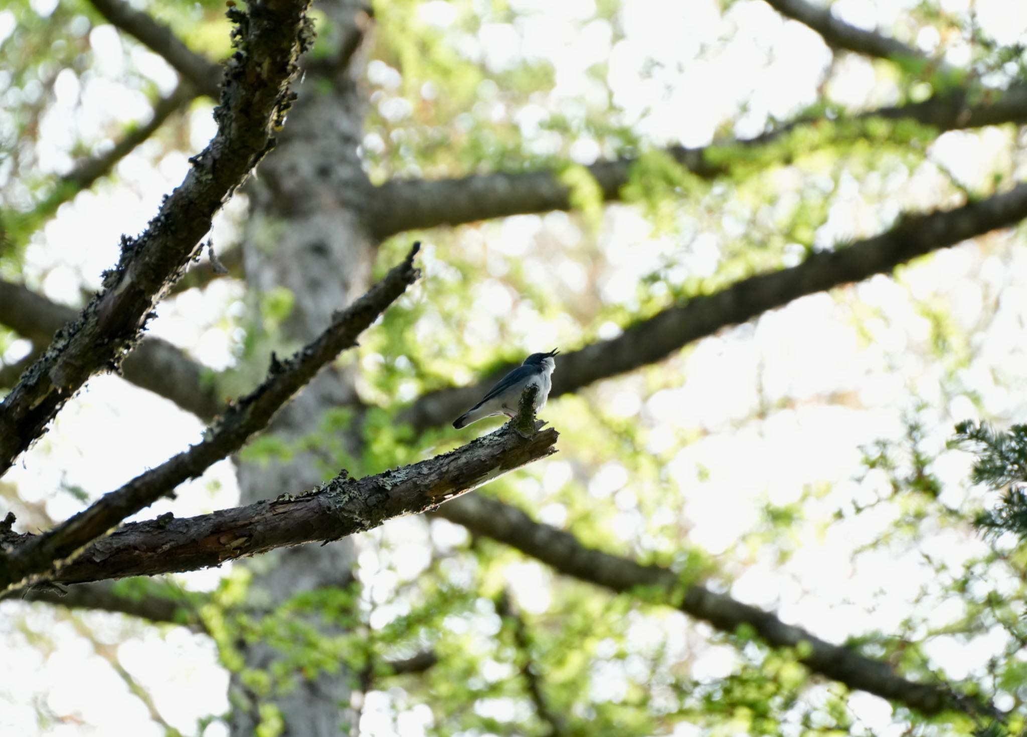 Photo of Siberian Blue Robin at 富士吉田 by Kuu