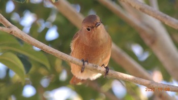 Daurian Redstart Unknown Spots Tue, 11/8/2022