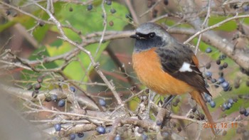 Daurian Redstart Unknown Spots Sun, 12/11/2022