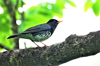 クロツグミ 栃木県民の森 2023年4月29日(土)