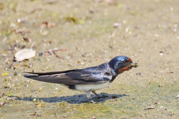 Barn Swallow 旧芝離宮恩賜庭園 Mon, 5/1/2023