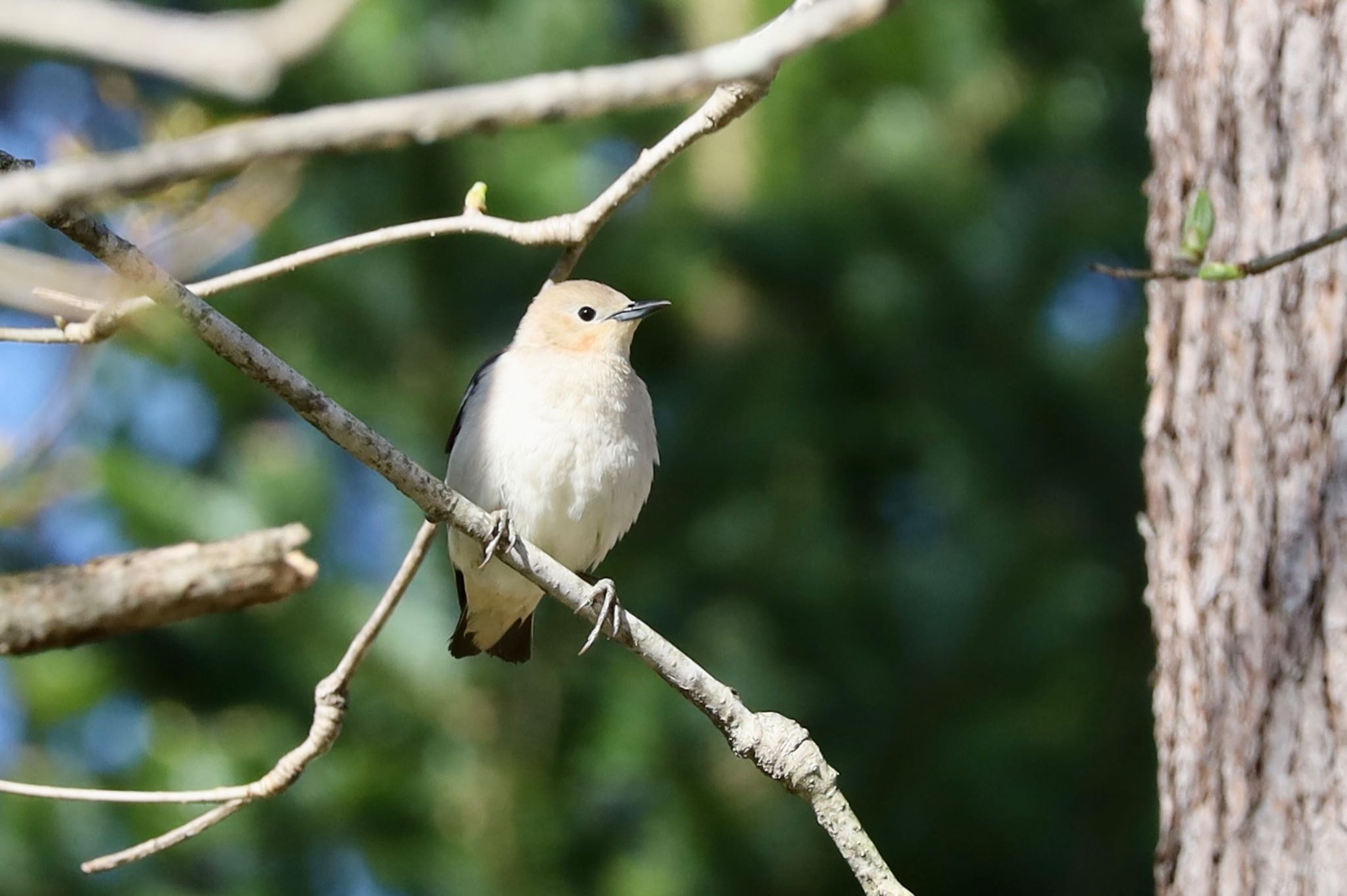 Chestnut-cheeked Starling