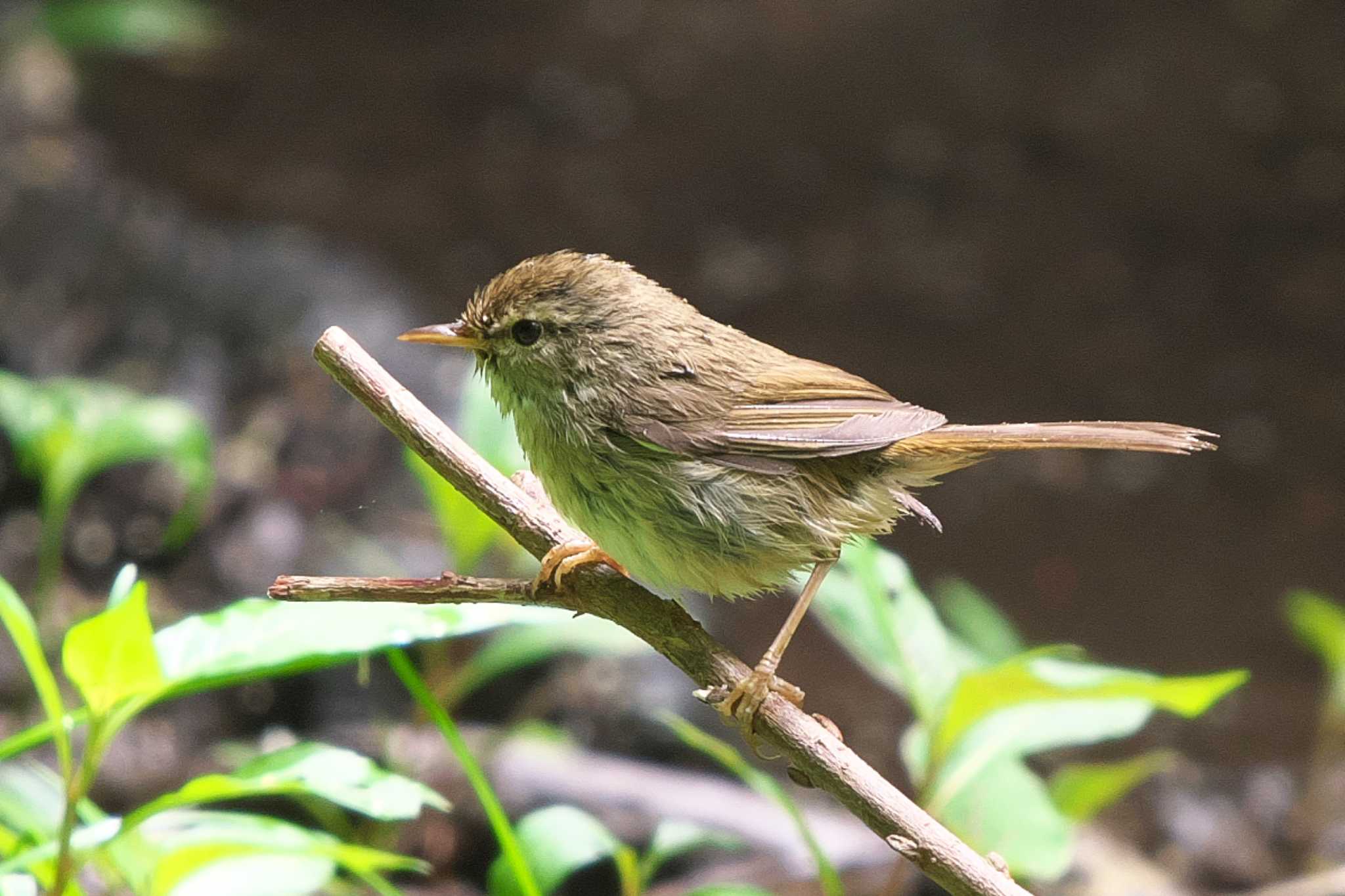 Japanese Bush Warbler