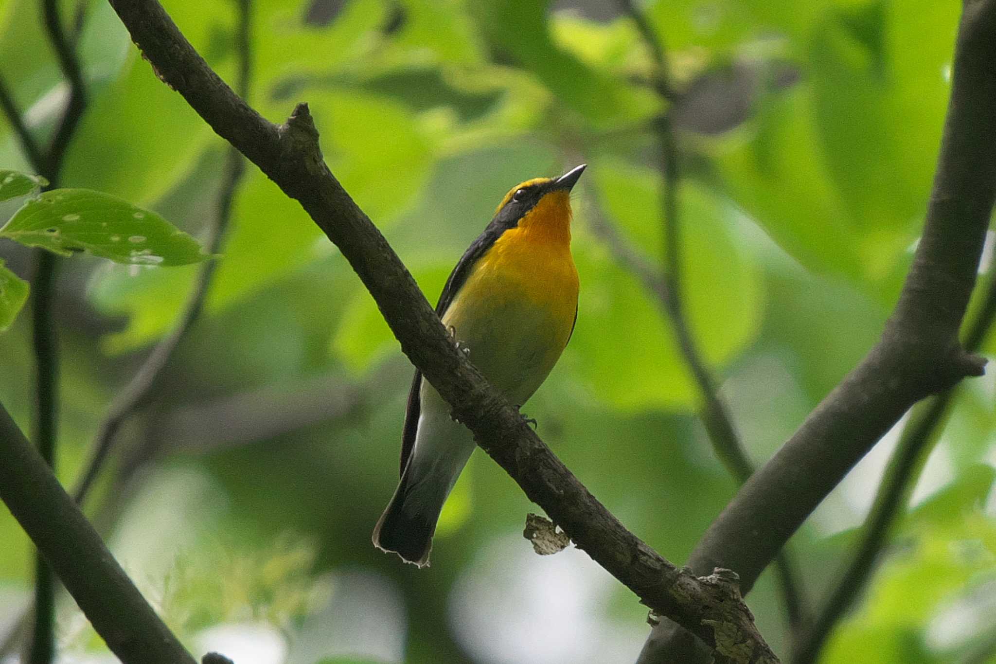 Narcissus Flycatcher