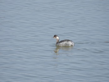 Black-necked Grebe 河北潟 Sun, 3/12/2023