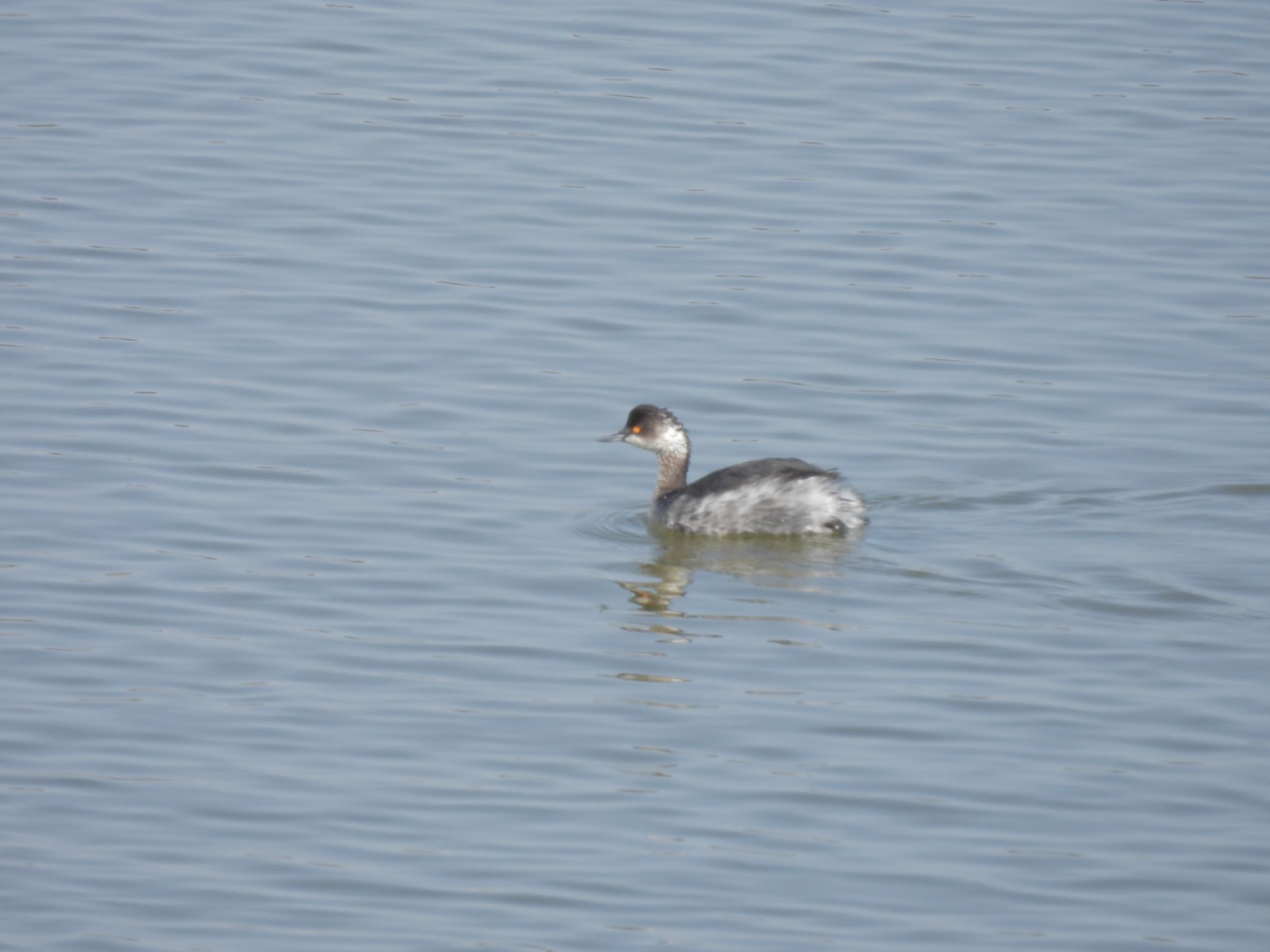 Black-necked Grebe