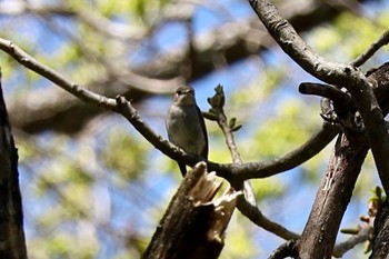 コサメビタキ 軽井沢野鳥の森 2023年5月1日(月)