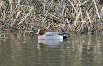 Eurasian Wigeon 東屯田川遊水地 Sun, 4/23/2023