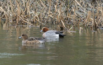 Eurasian Wigeon 東屯田川遊水地 Sun, 4/23/2023