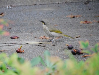 Singing Honeyeater キングス・パーク・アンド・ボタニック・ガーデン Sun, 4/16/2023