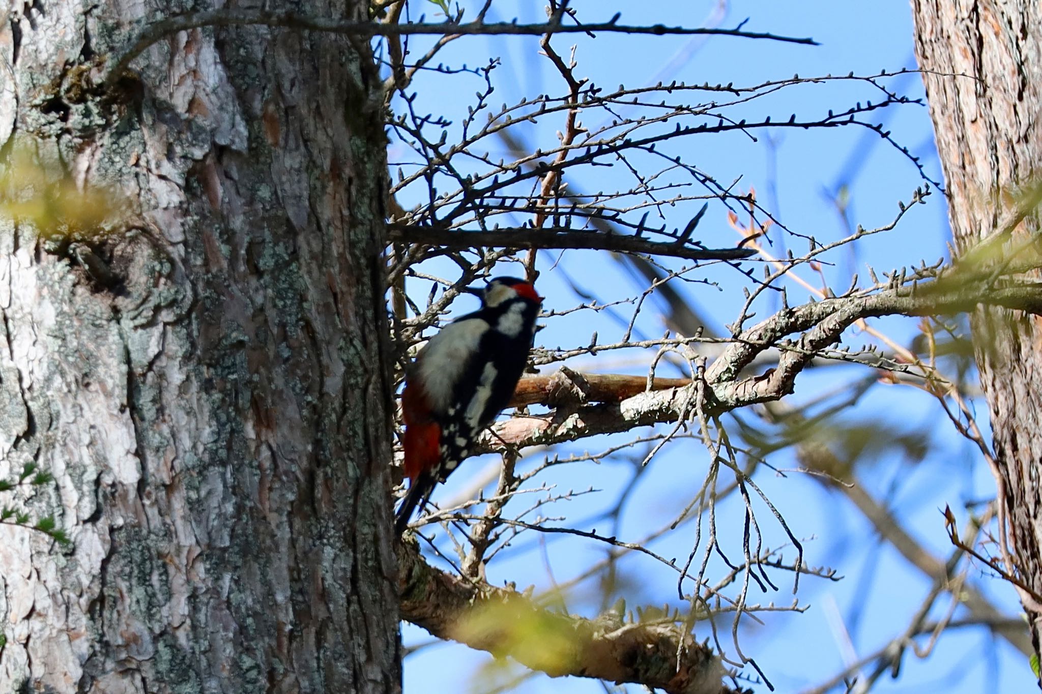 Great Spotted Woodpecker