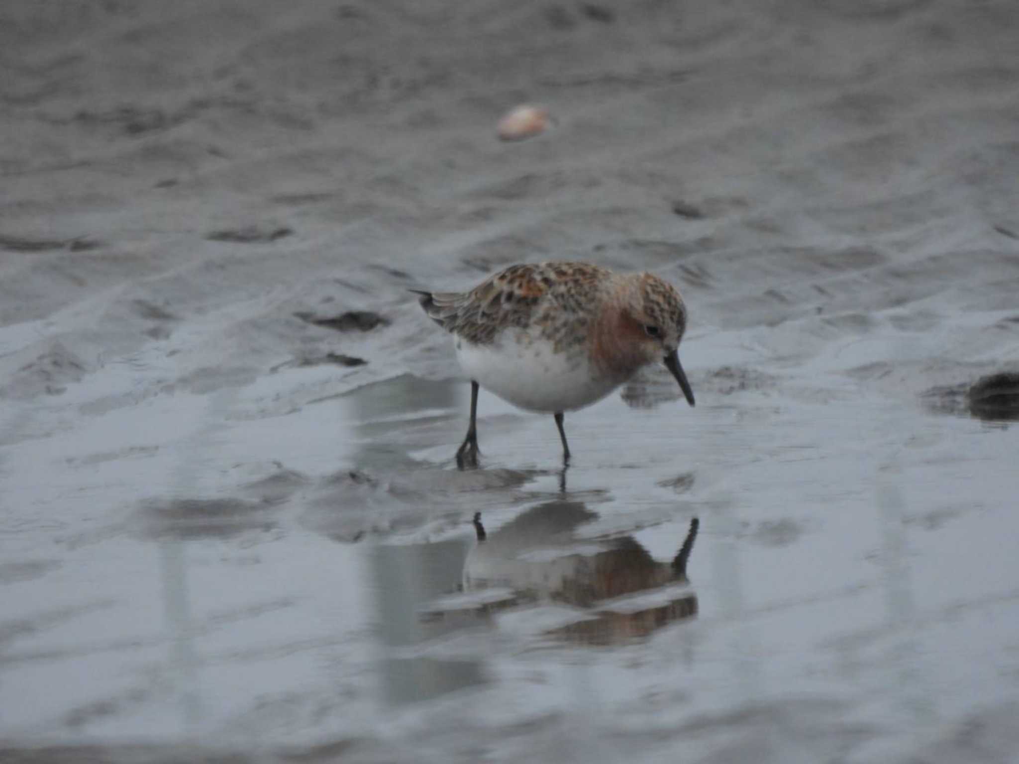 ふなばし三番瀬海浜公園 トウネンの写真 by biglife_birds