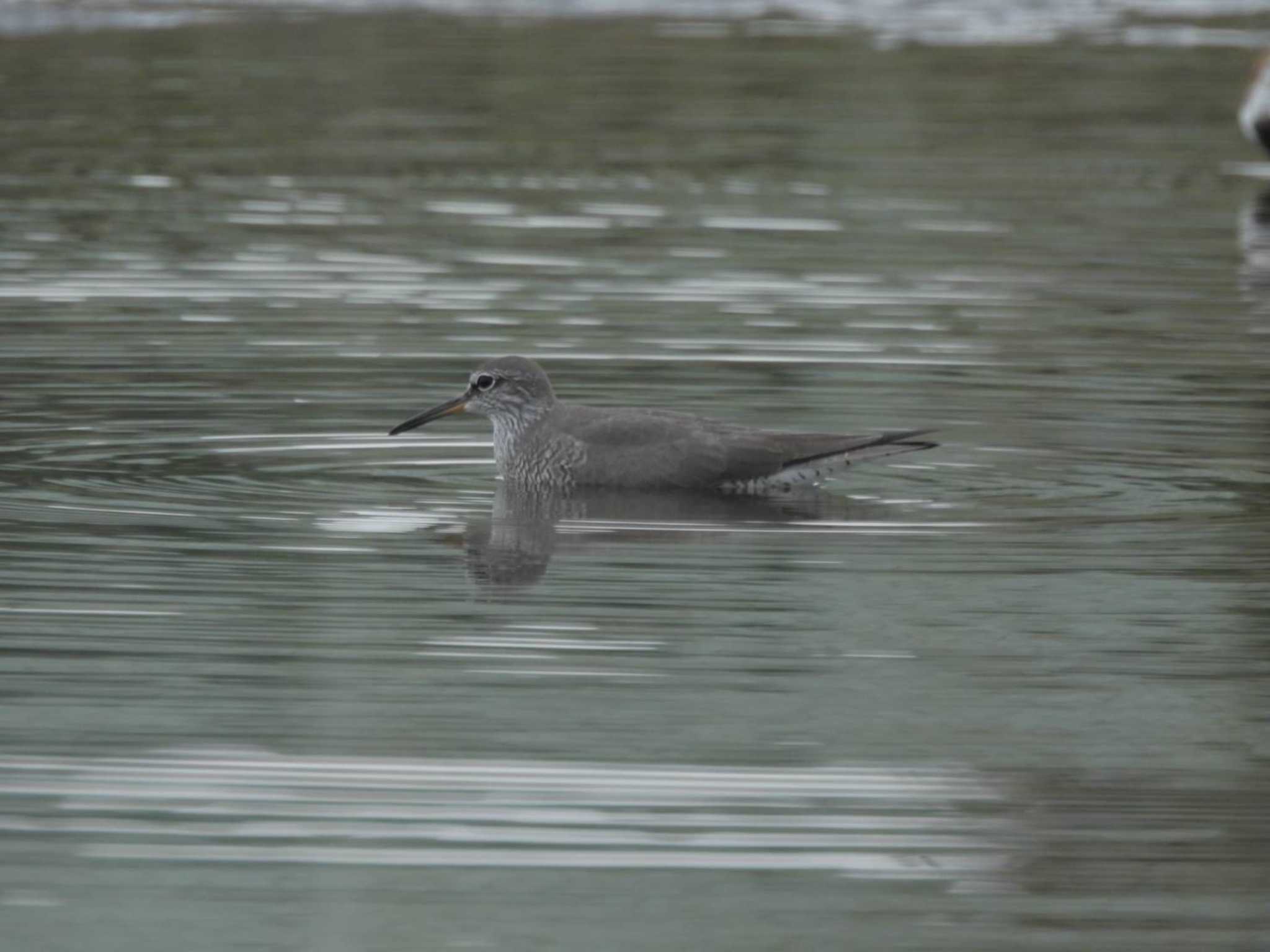 ふなばし三番瀬海浜公園 キアシシギの写真 by biglife_birds