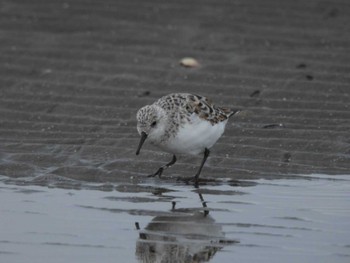 ミユビシギ ふなばし三番瀬海浜公園 2023年5月1日(月)