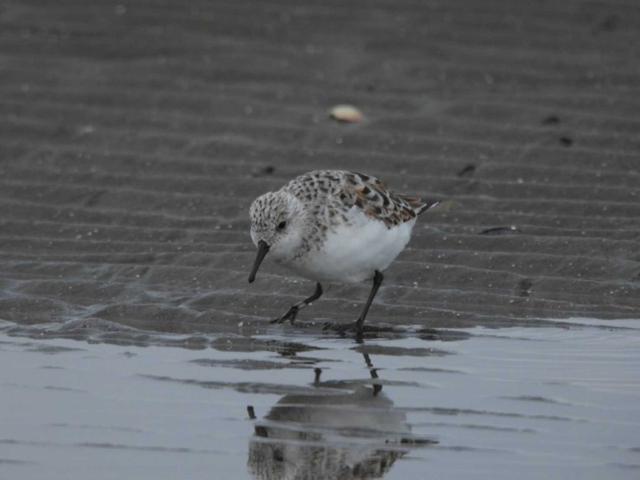 ふなばし三番瀬海浜公園 ミユビシギの写真 by biglife_birds