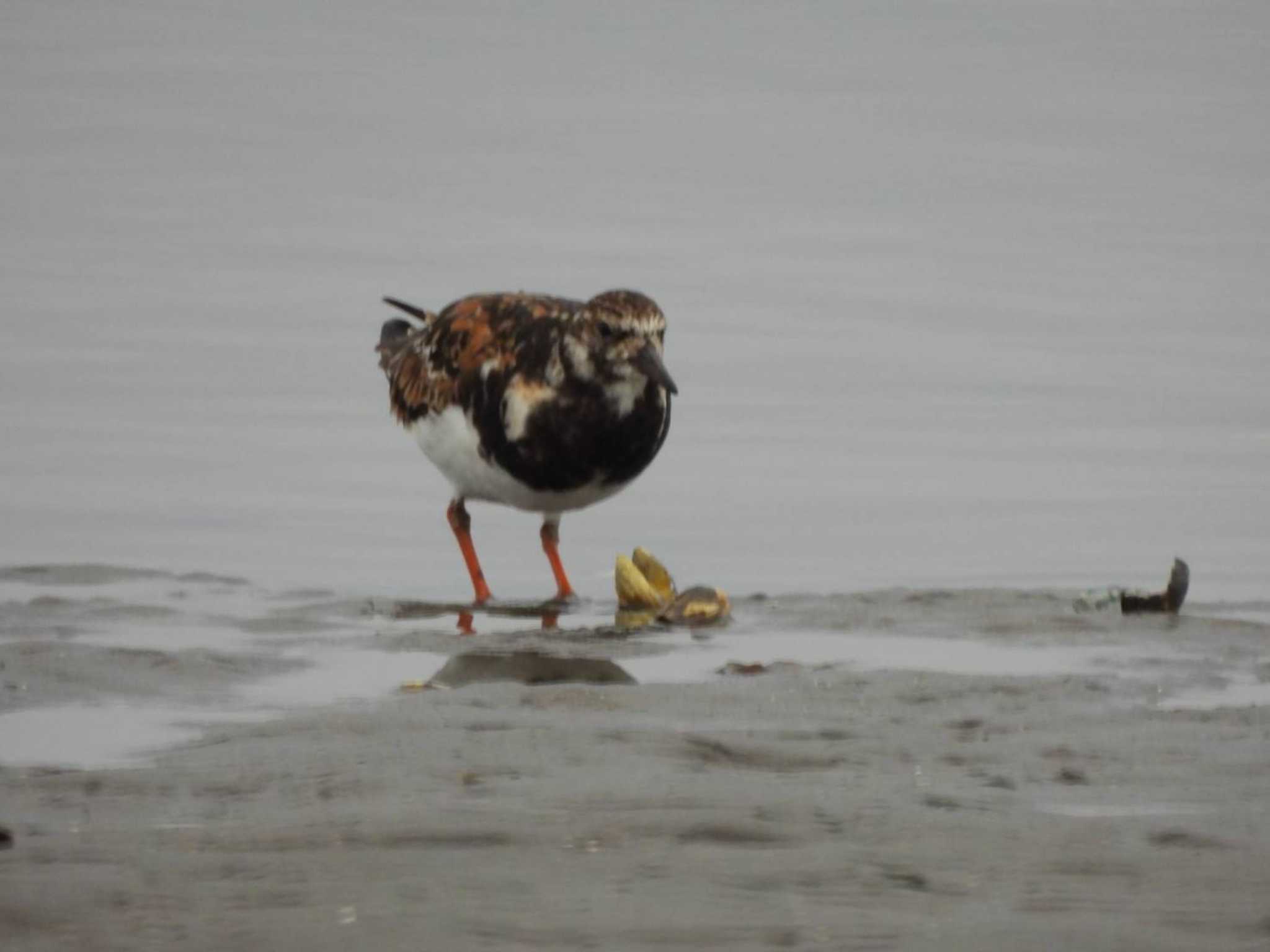 ふなばし三番瀬海浜公園 キョウジョシギの写真 by biglife_birds