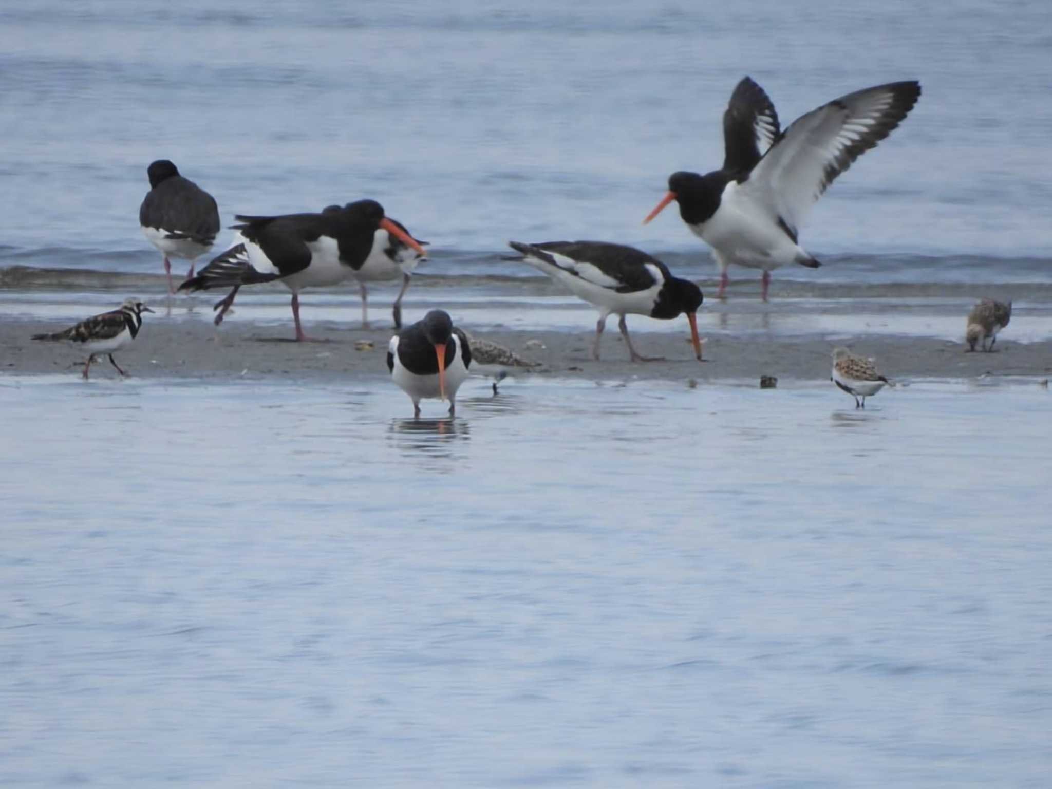 ふなばし三番瀬海浜公園 ミヤコドリの写真 by biglife_birds