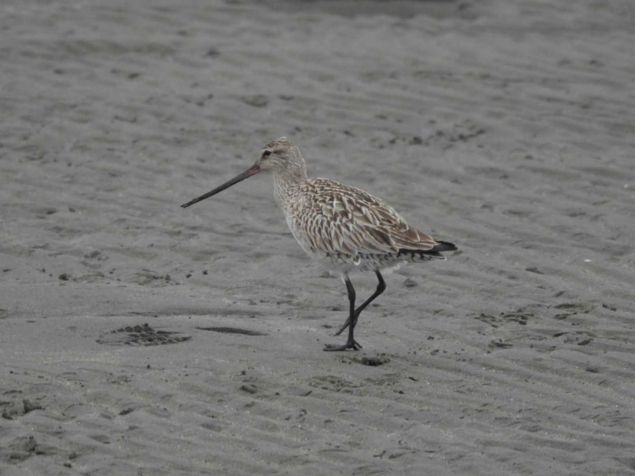 ふなばし三番瀬海浜公園 オオソリハシシギの写真 by biglife_birds