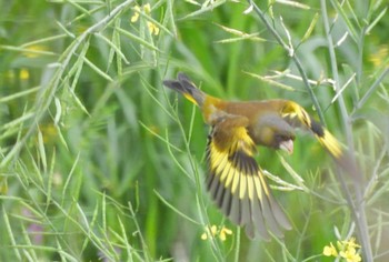 カワラヒワ ふなばし三番瀬海浜公園 2023年5月1日(月)