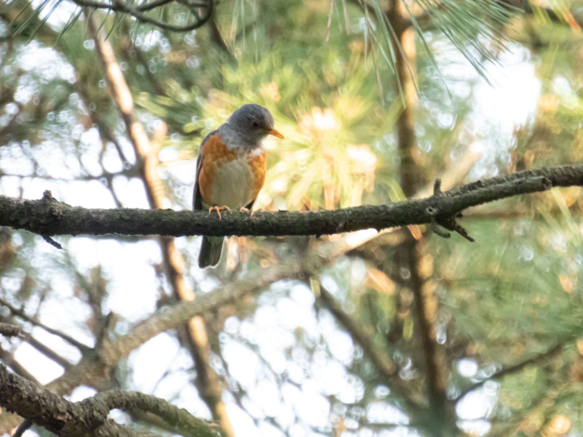 Photo of Grey-backed Thrush at 新潟市 by ぽちゃっこ