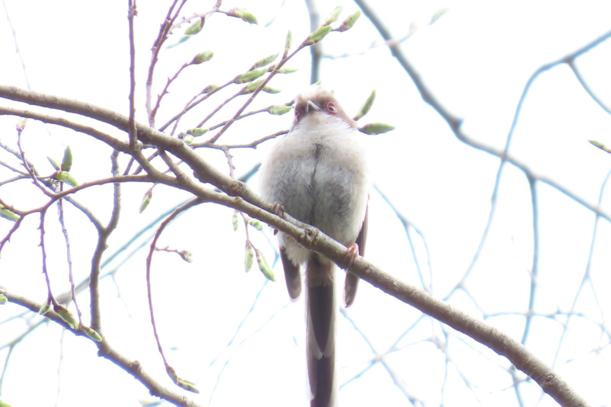 Photo of Long-tailed Tit at Mizumoto Park by toru