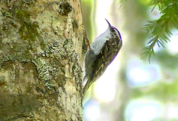 2023年4月29日(土) 白駒池の野鳥観察記録