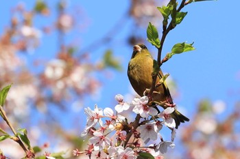 2023年5月1日(月) 北海道 函館市 東山の野鳥観察記録