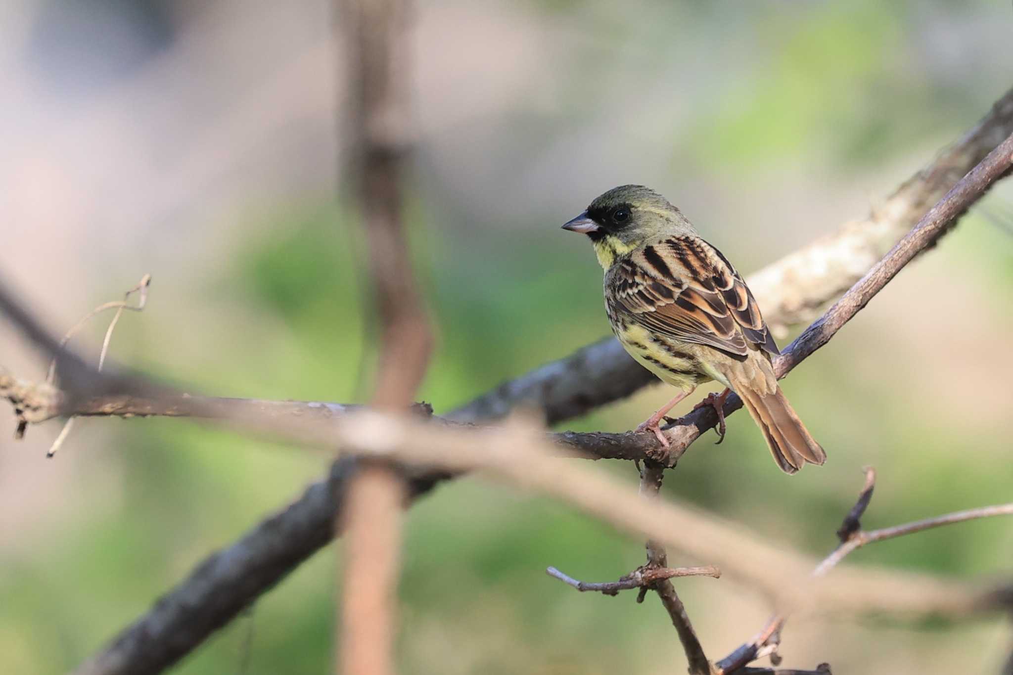 Masked Bunting