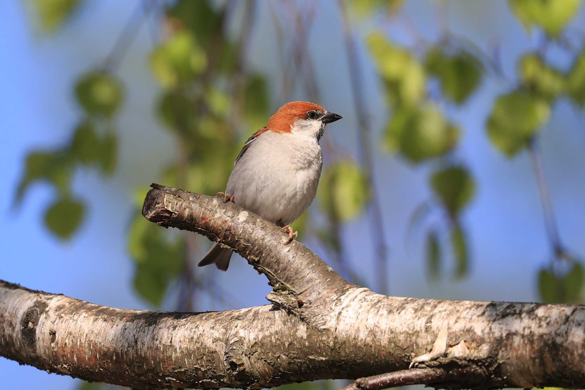 Russet Sparrow