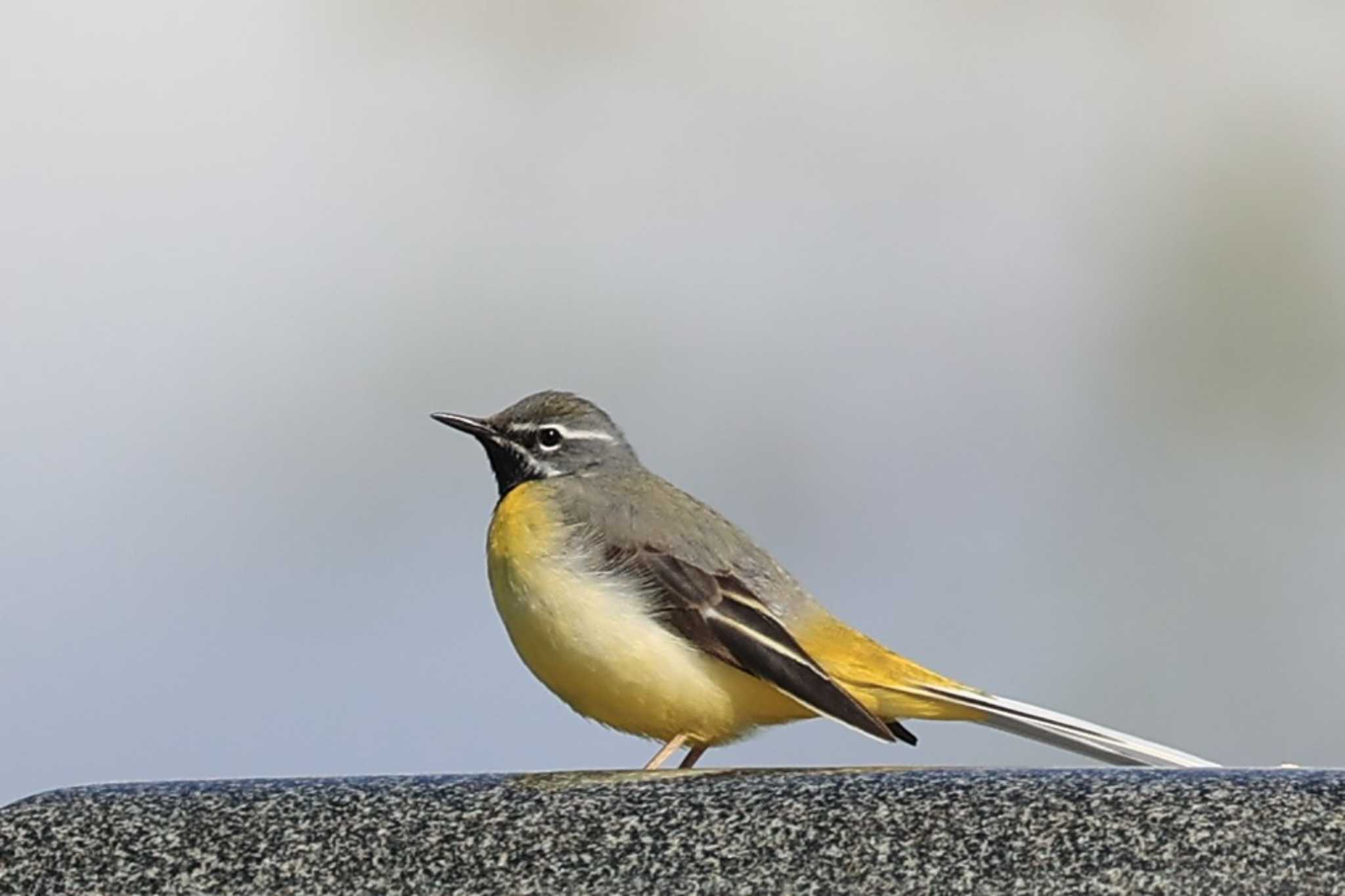 Grey Wagtail