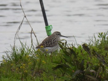 Wood Sandpiper 河北潟付近 Sun, 4/30/2023