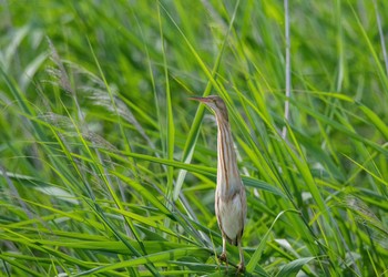 Yellow Bittern North Inba Swamp Sat, 6/9/2018