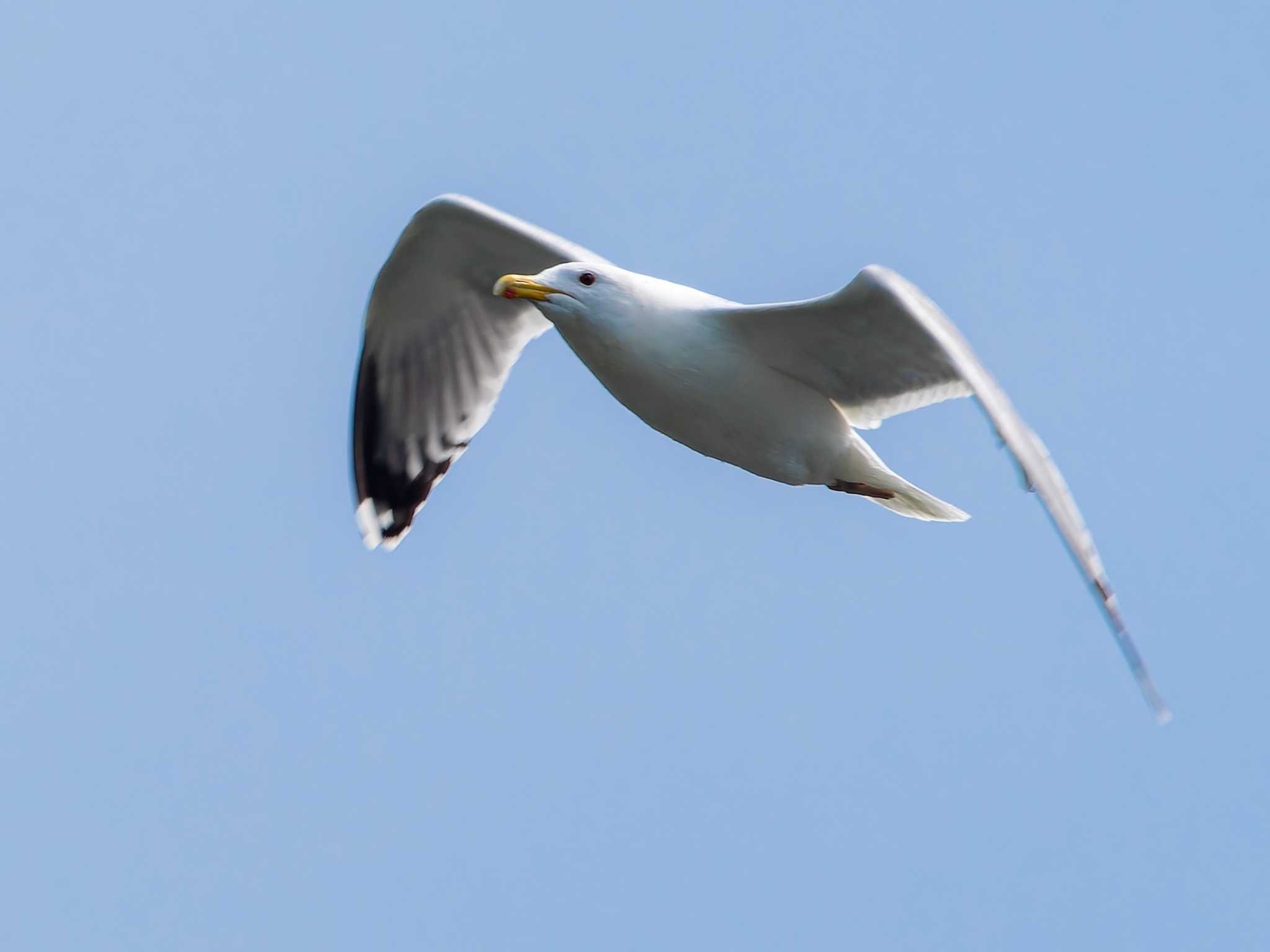 Photo of Vega Gull at 川原大池 by ここは長崎