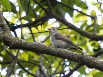 Asian Brown Flycatcher 川原大池 Sun, 4/30/2023