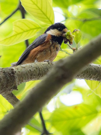 Varied Tit 川原大池 Sun, 4/30/2023