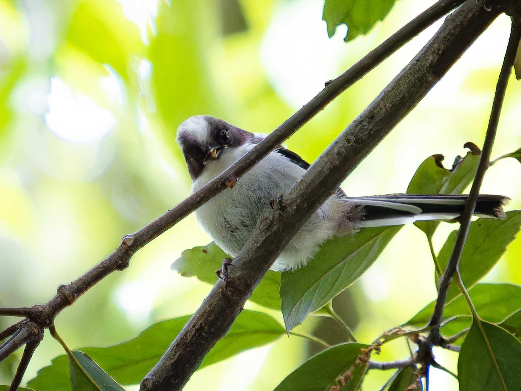 Long-tailed Tit