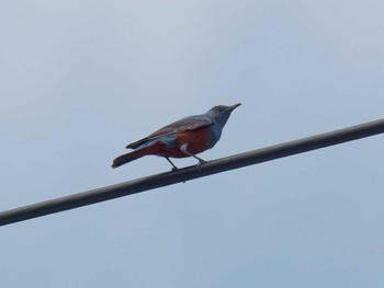 Blue Rock Thrush 近所の電線 Mon, 5/1/2023