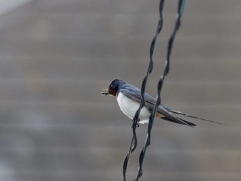 Barn Swallow 近所の電線 Mon, 5/1/2023