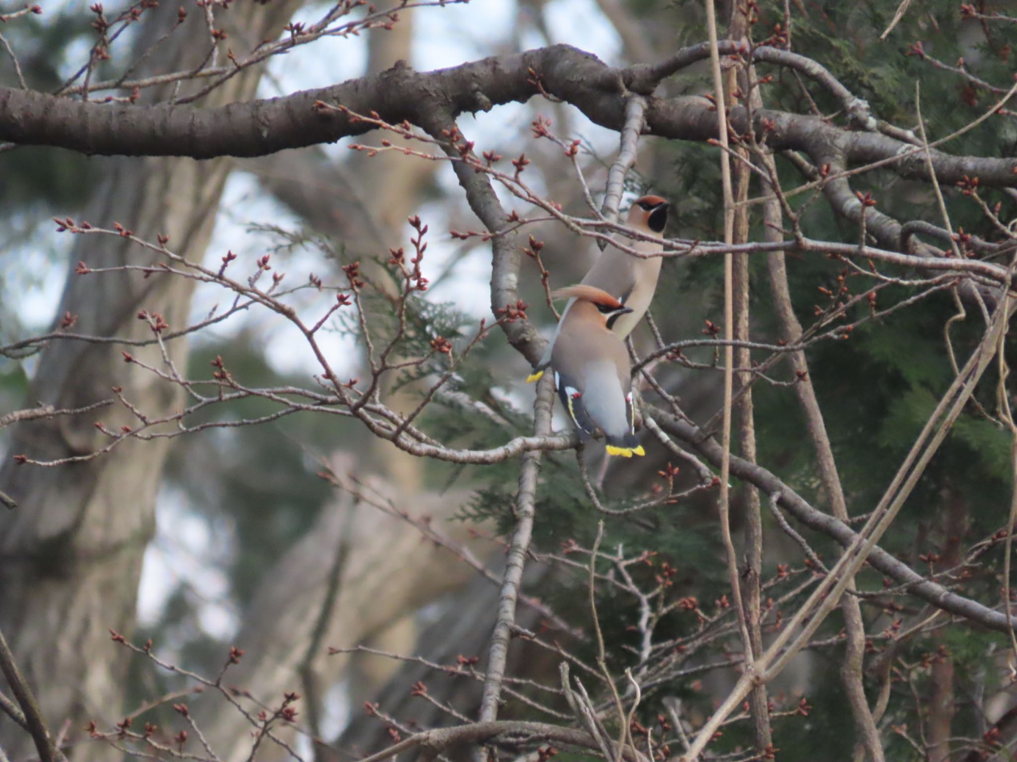 Photo of Bohemian Waxwing at 東京都 by さきやっこ（2号）