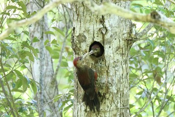 Okinawa Woodpecker やんばるの森 Sun, 5/13/2018