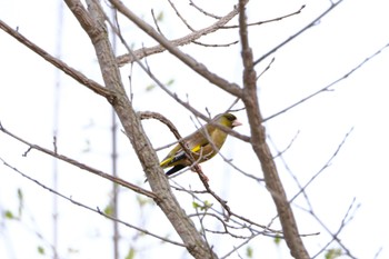 カワラヒワ 西町公園 2023年4月30日(日)