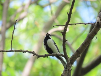 Japanese Tit Akigase Park Sat, 4/29/2023