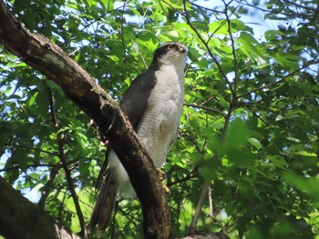 オオタカ 秋ヶ瀬公園 2023年4月29日(土)